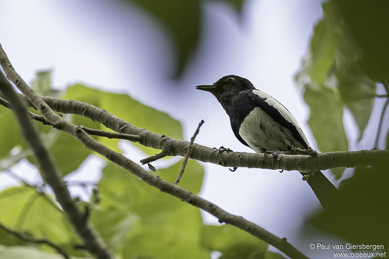 Philippine Magpie-Robinadult