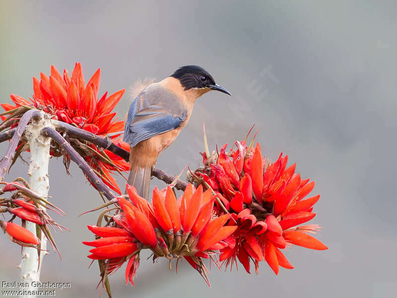 Rufous Sibiaadult, feeding habits