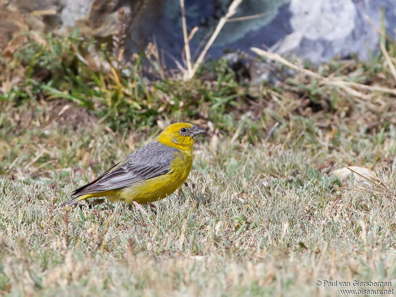 Bright-rumped Yellow Finch