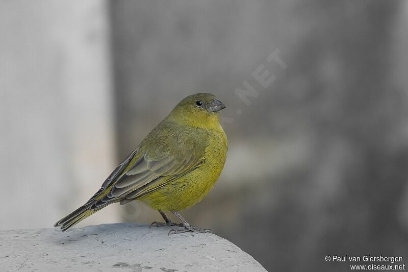 Greenish Yellow Finch