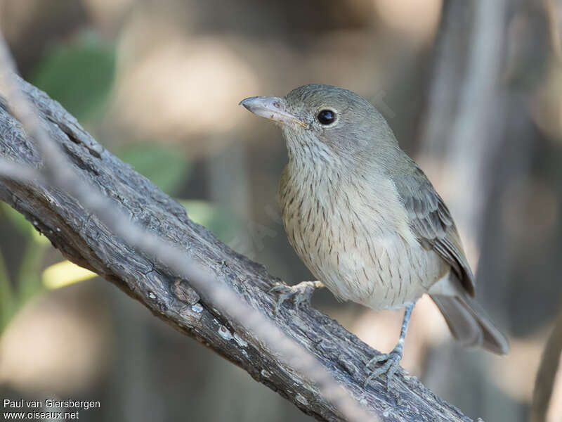 White-breasted Whistler female adult, identification