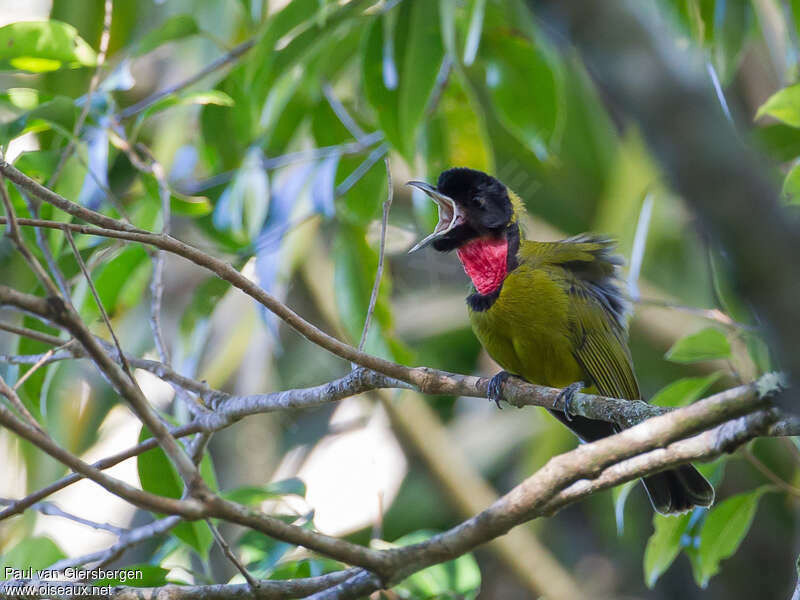 Bare-throated Whistler male adult, habitat, song