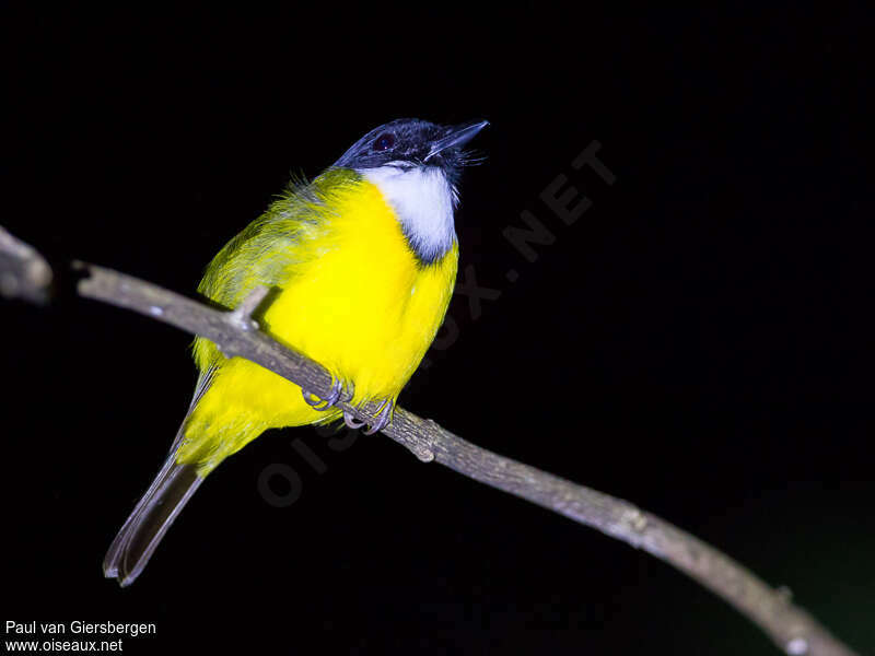 Black-chinned Whistler male adult, identification