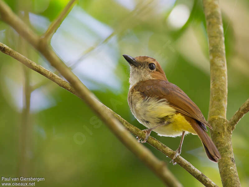 Sulphur-vented Whistleradult, identification