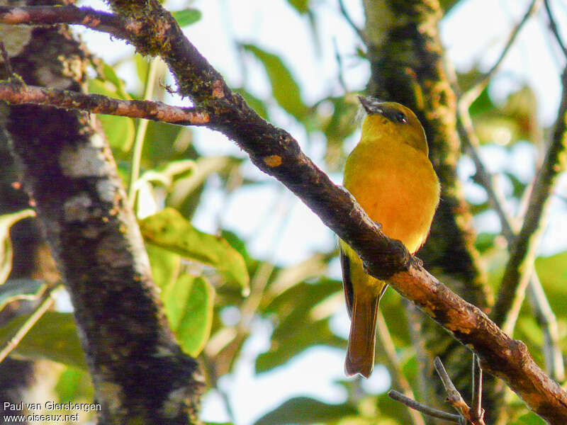 Siffleur de Bornéoadulte, identification