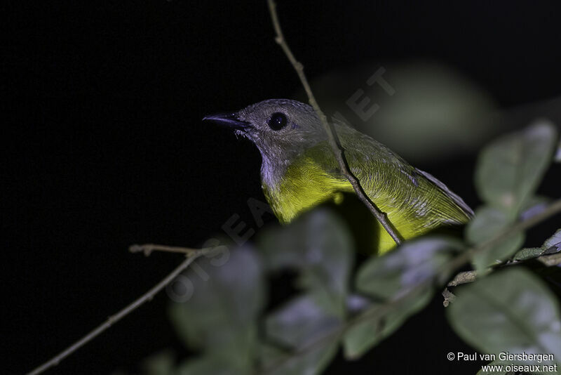 Yellow-bellied Whistleradult