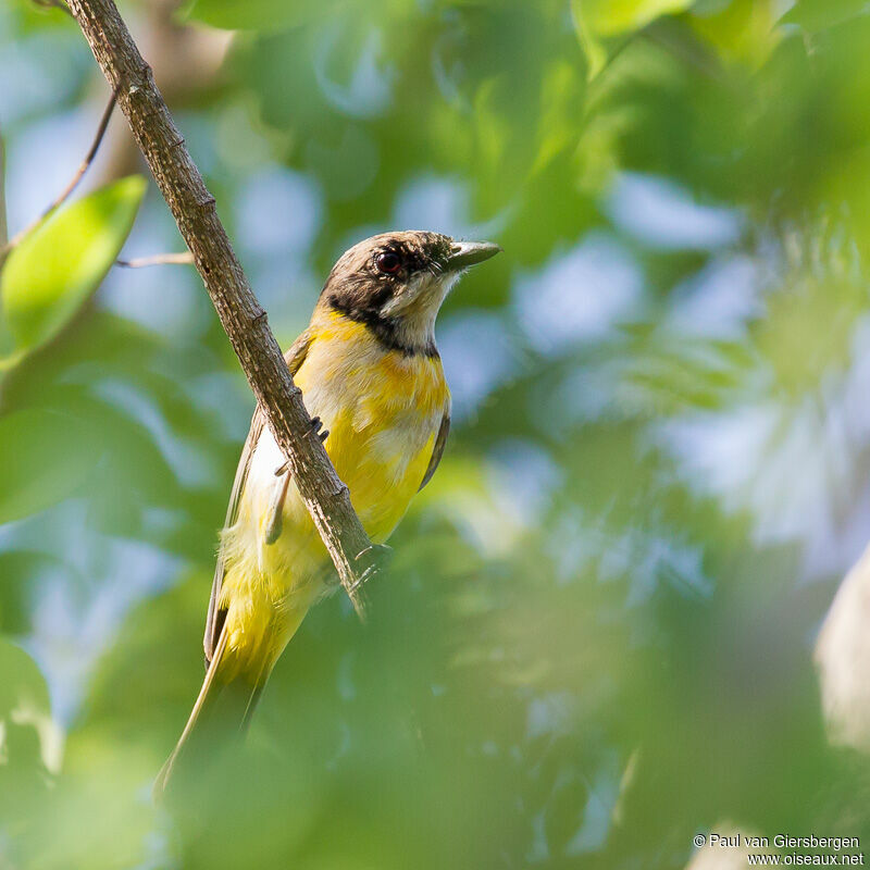 Rusty-breasted Whistler