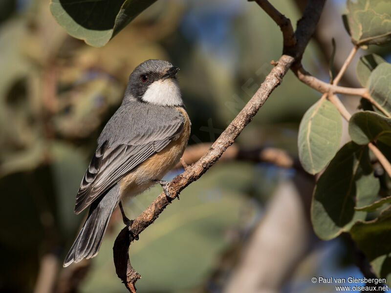 Rufous Whistler male adult