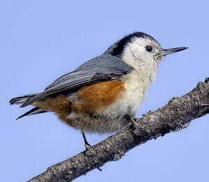 Sittelle à joues blanches