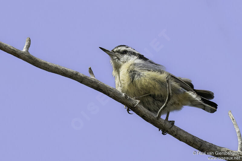 Red-breasted Nuthatchadult