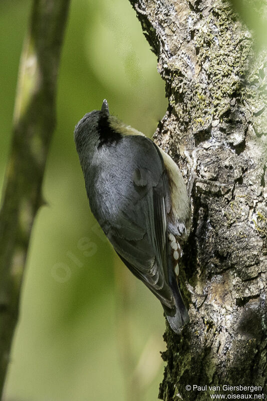 Chestnut-vented Nuthatchadult