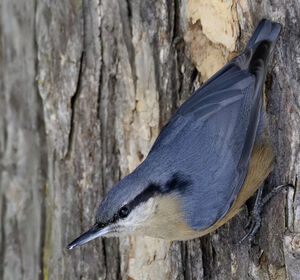 Sittelle du Cachemire