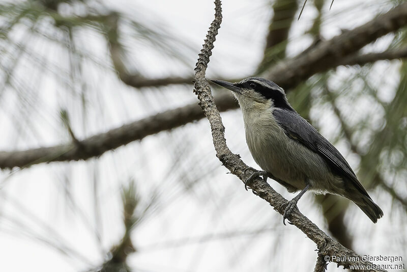 Yunnan Nuthatchadult