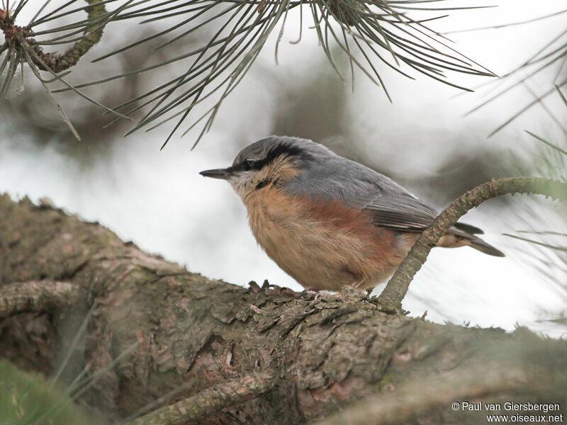 Eurasian Nuthatch