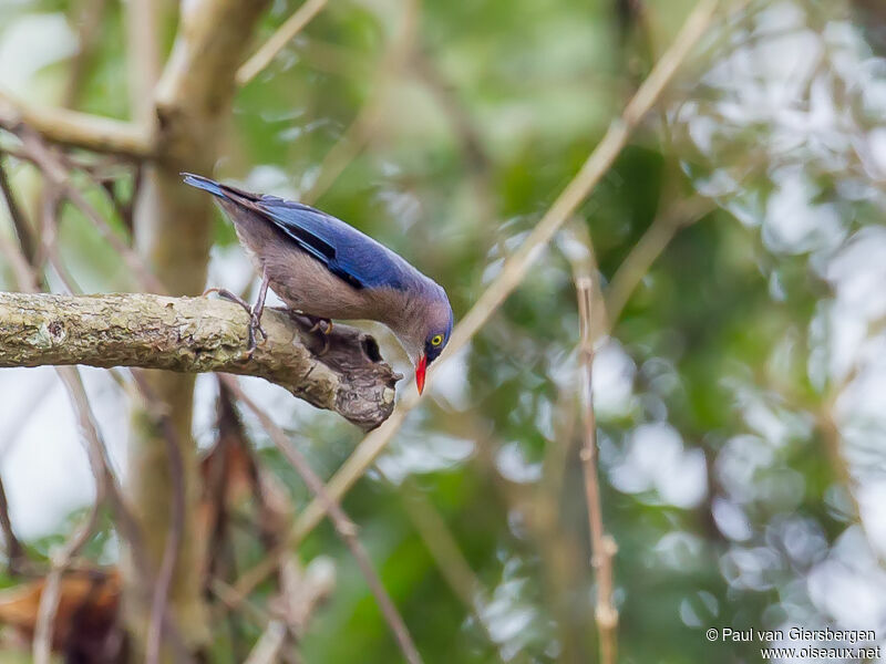 Velvet-fronted Nuthatch