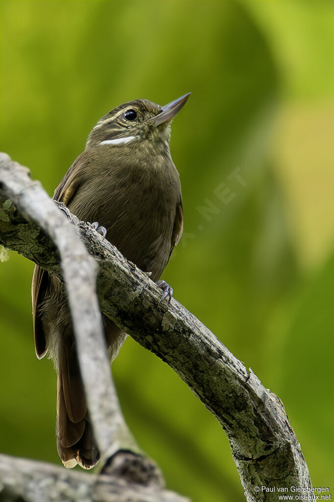 Northern Plain Xenops