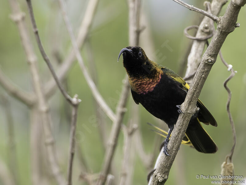 Golden-winged Sunbird male adult