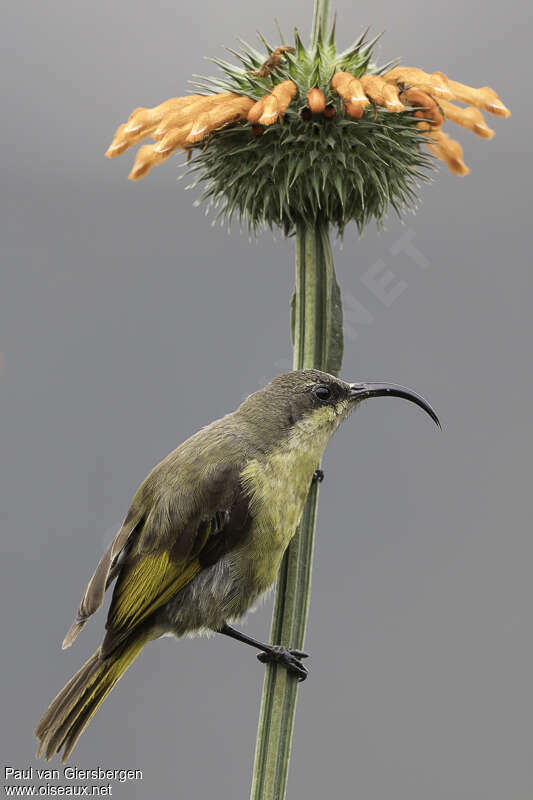 Souimanga à ailes dorées femelle adulte, identification