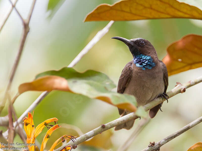 Blue-throated Brown Sunbird male adult, pigmentation