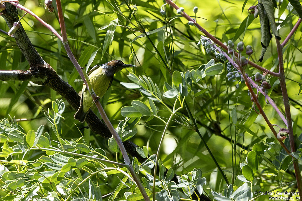 Grey-throated Sunbird male adult