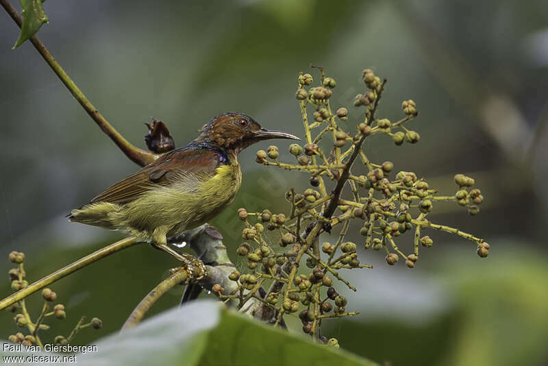 Red-throated Sunbird male adult