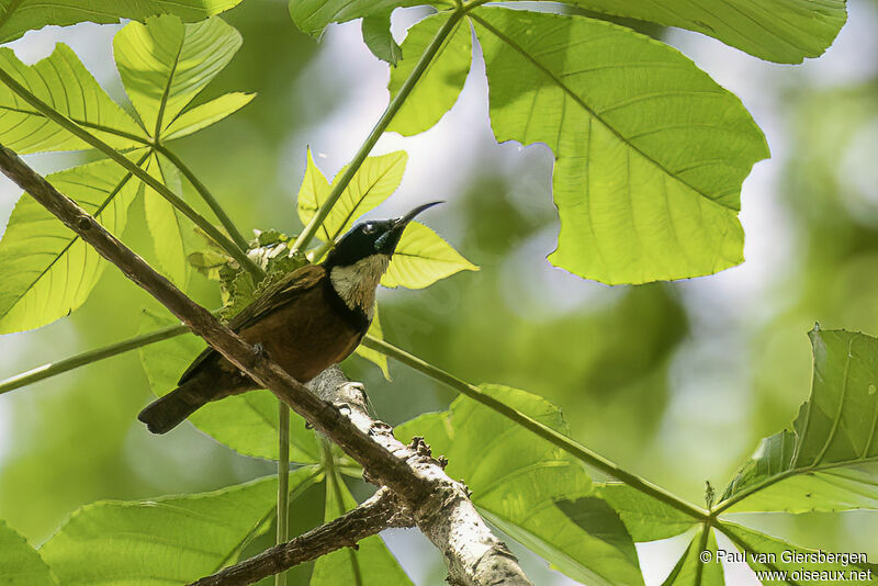 Buff-throated Sunbird male adult