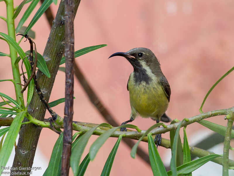 Beautiful Sunbird male First year, close-up portrait