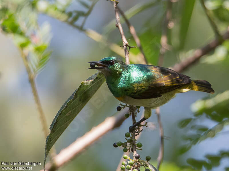 Grey-chinned Sunbird male adult, identification