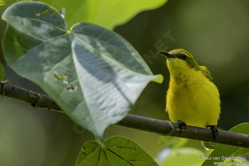 Sahul Sunbird female adult