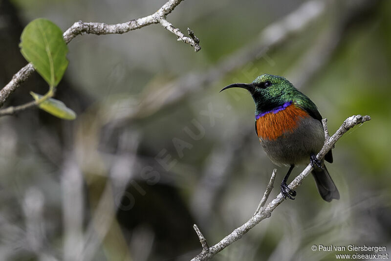 Greater Double-collared Sunbird male adult