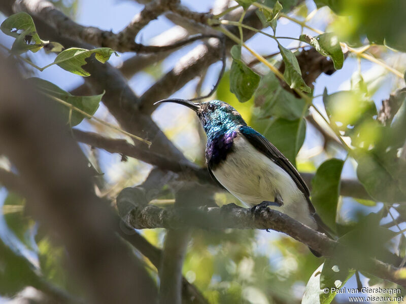 White-bellied Sunbird