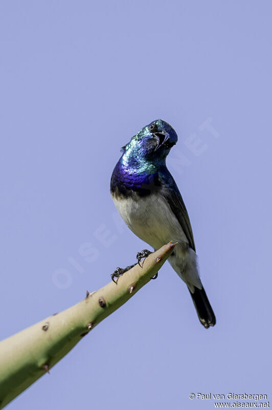 White-bellied Sunbird male adult