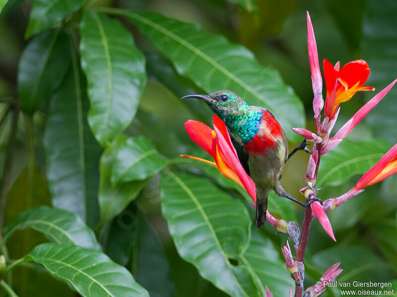 Olive-bellied Sunbird