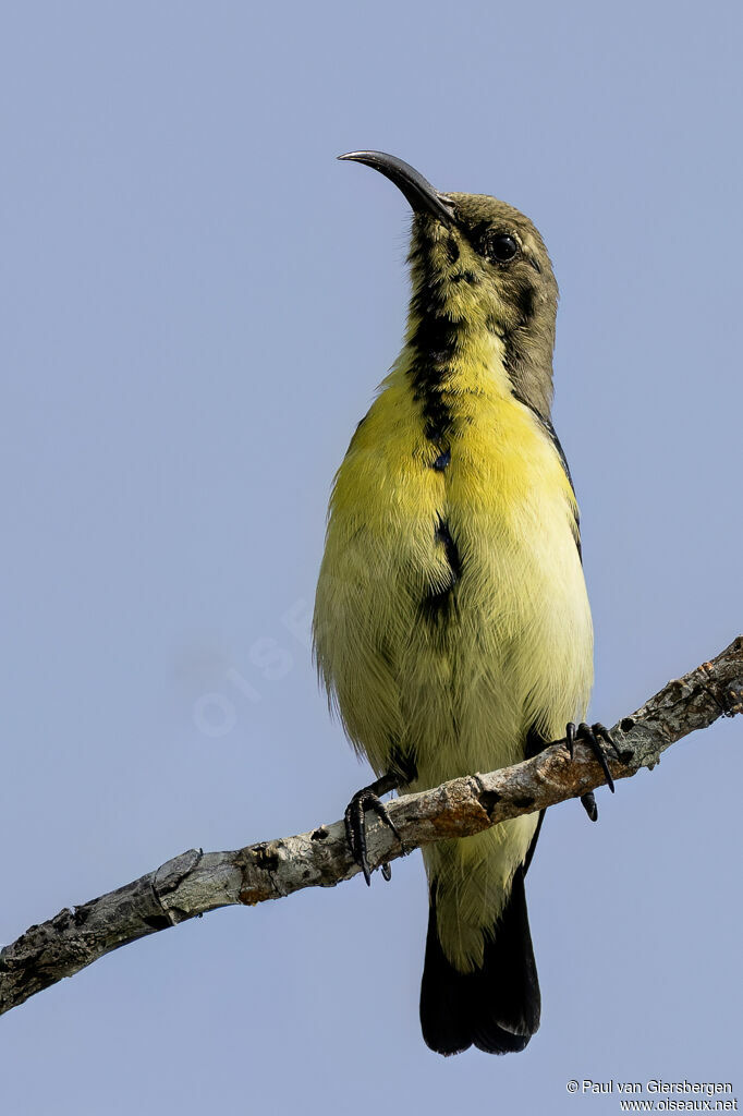 Souimanga asiatique mâle adulte internuptial