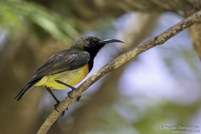 Palawan Sunbird male adult