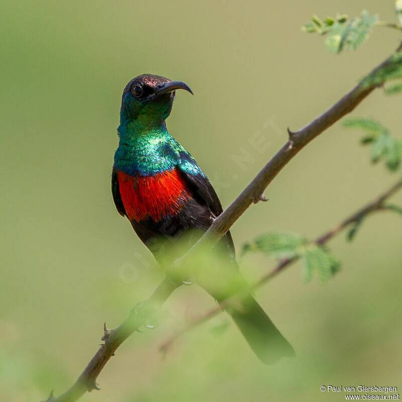 Abyssinian Sunbird male adult