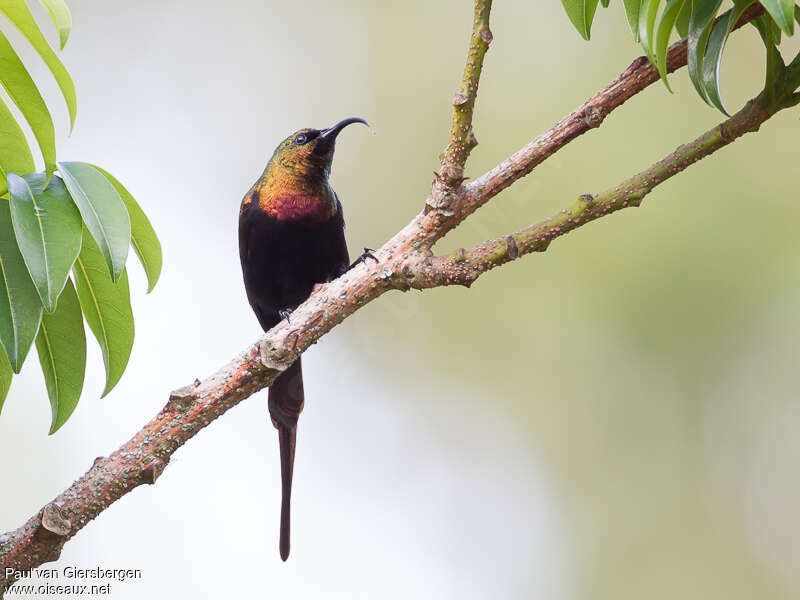 Bronzy Sunbird male adult, habitat, pigmentation