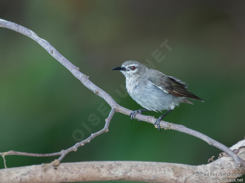 Mangrove Sunbirdadult