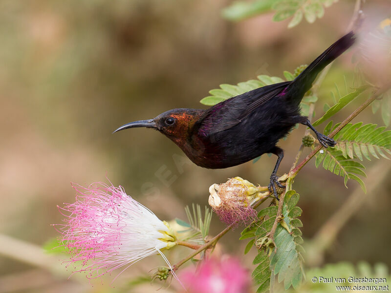 Copper Sunbird