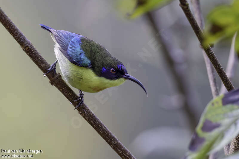 Metallic-winged Sunbird (jefferyi) male adult