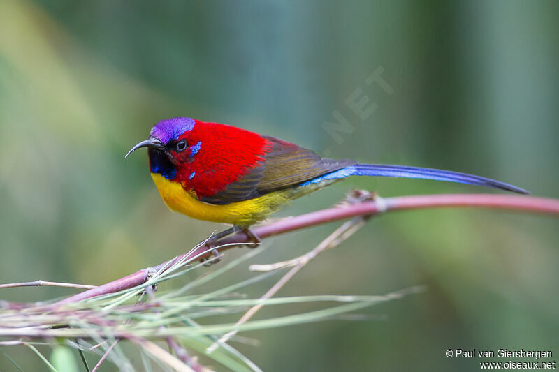 Mrs. Gould's Sunbird