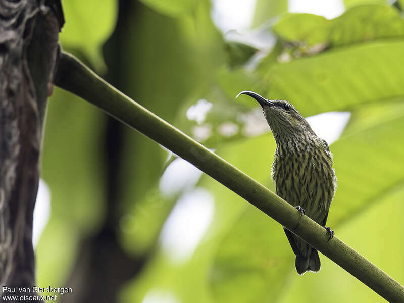 Johanna's Sunbird female adult