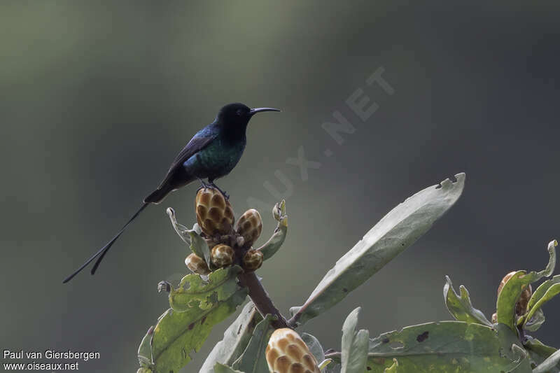 Scarlet-tufted Sunbird male adult, identification