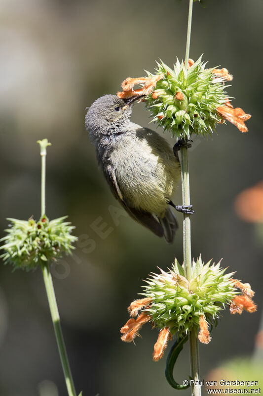 Ludwig's Double-collared Sunbird