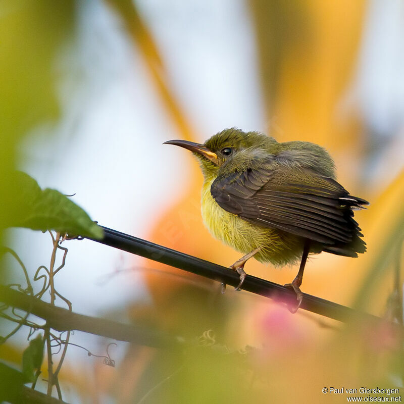 Souimanga de Mayottejuvénile, identification