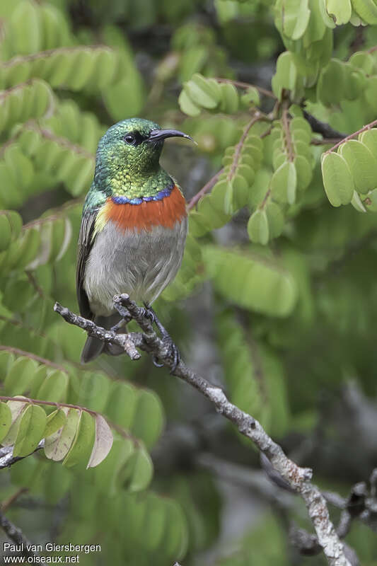 Souimanga de Pinto mâle adulte, identification