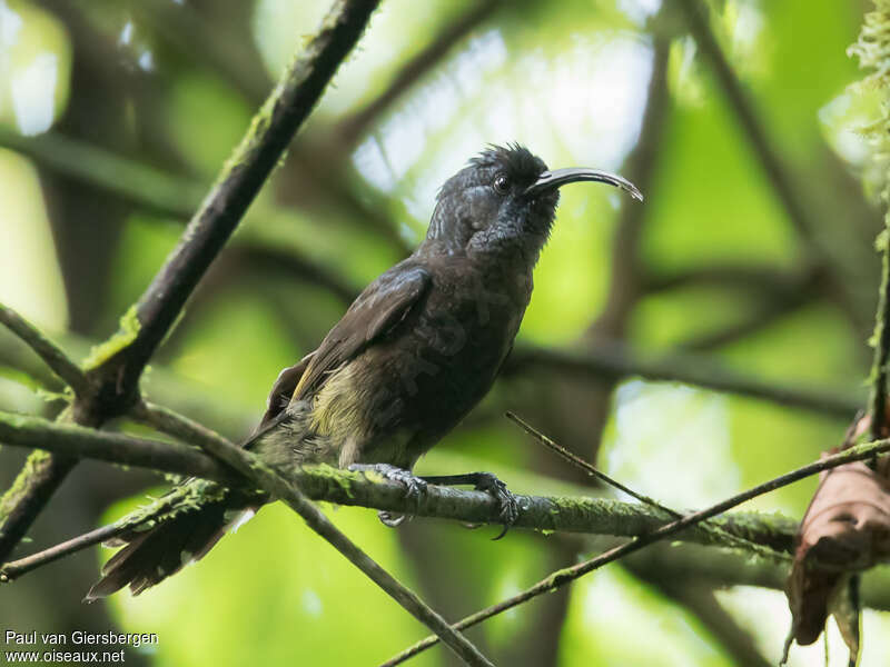 Souimanga de Sao Toméadulte, identification