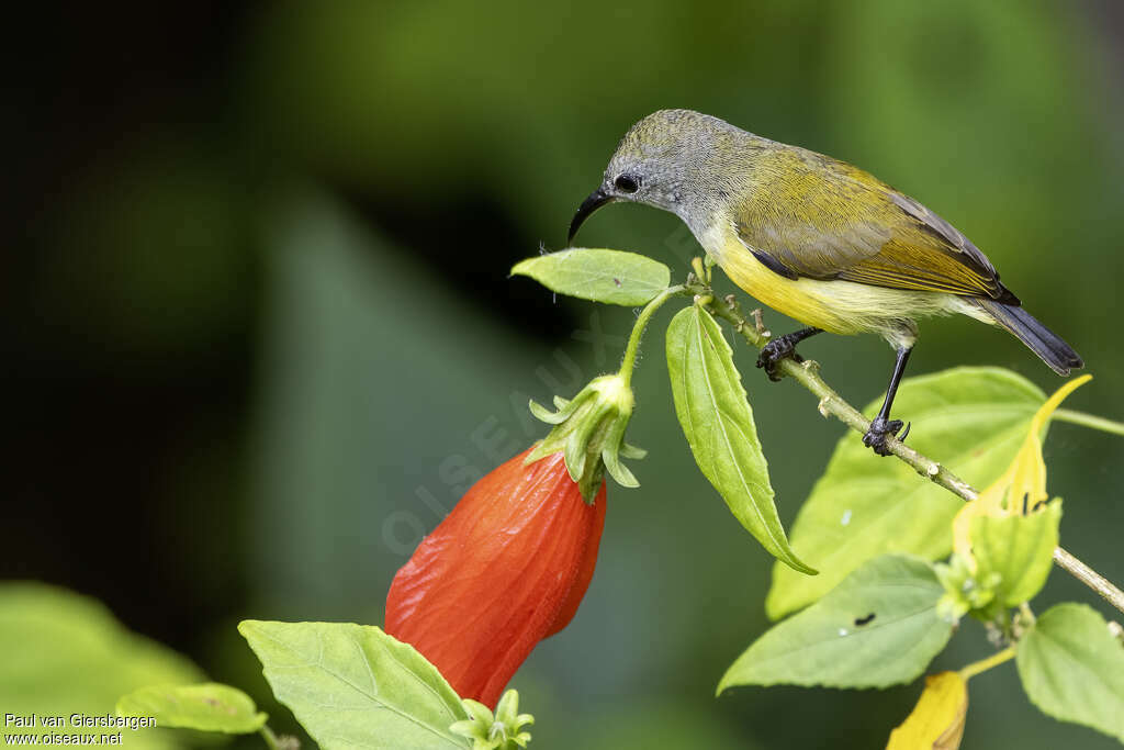 Souimanga de Steere femelle adulte, identification