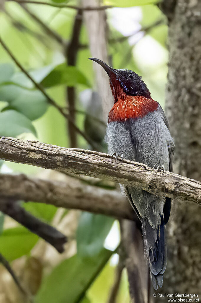 Souimanga de Vigors mâle adulte