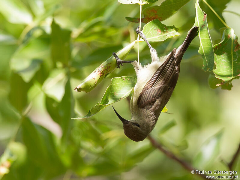 Eastern Miombo Sunbird